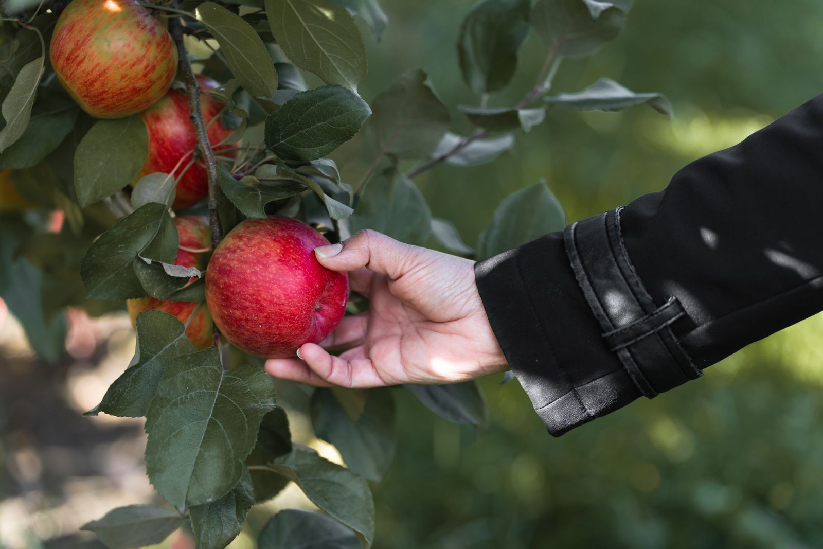 A hand picking a red apple from a branch