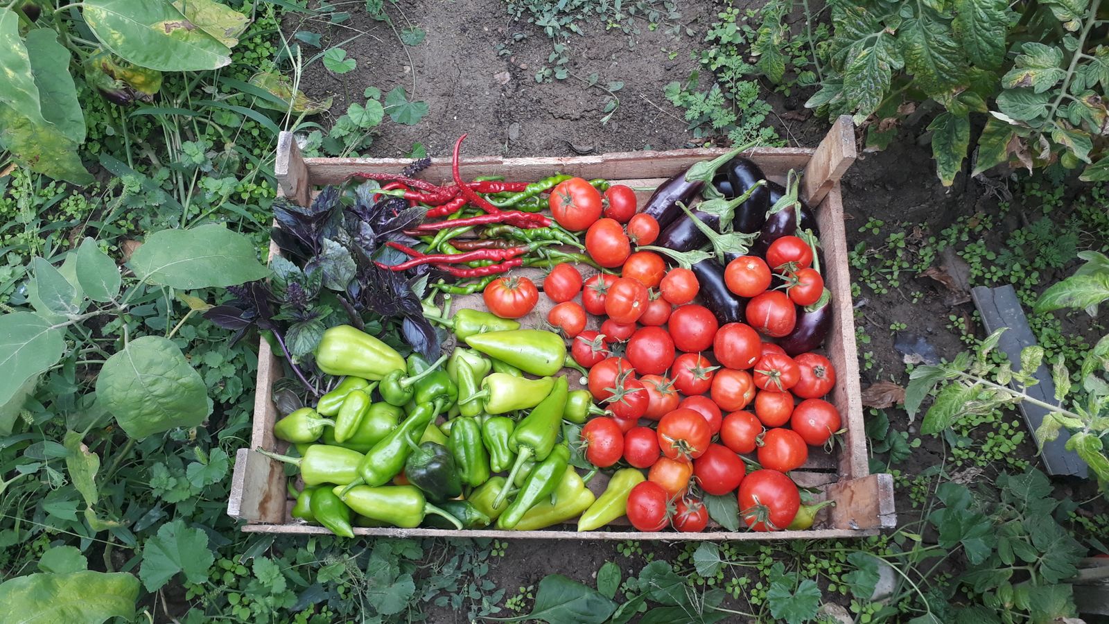A wooden crate of tomatoes, peppers, aubergines and courgettes in the field