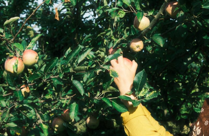 A hand reaching for ripe apples in a sunny orchard