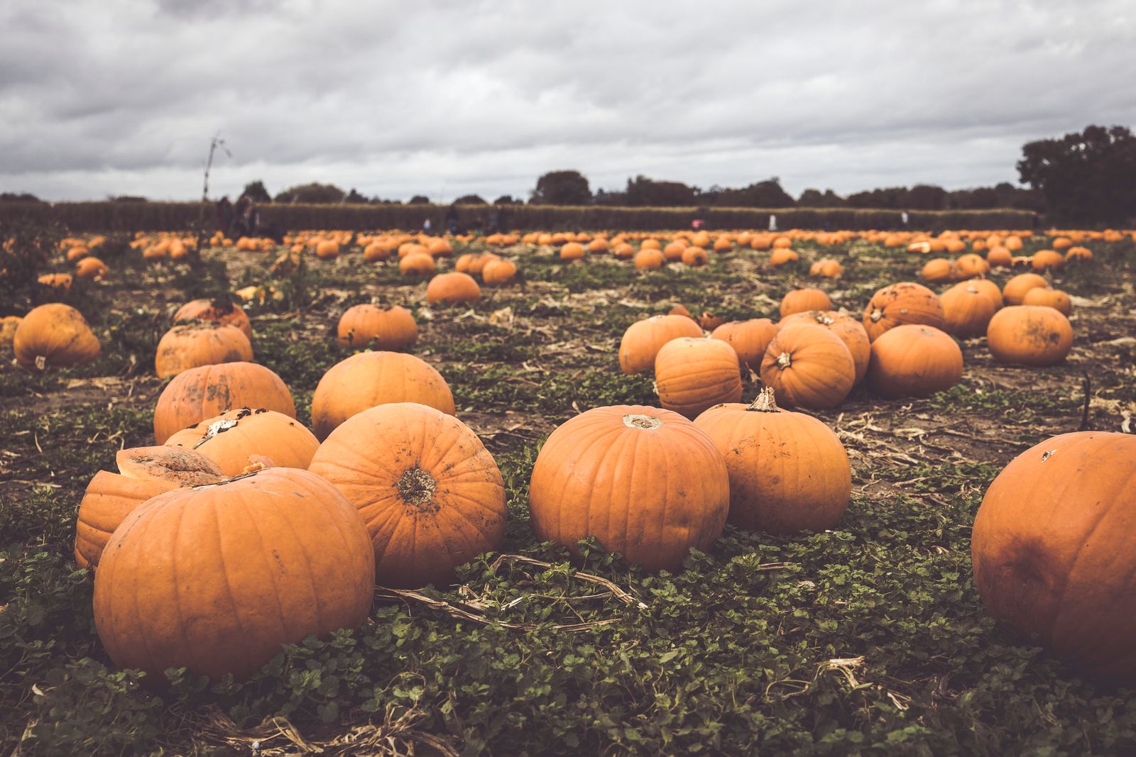 Orange pumpkins lying in a field on an overcast autumn day