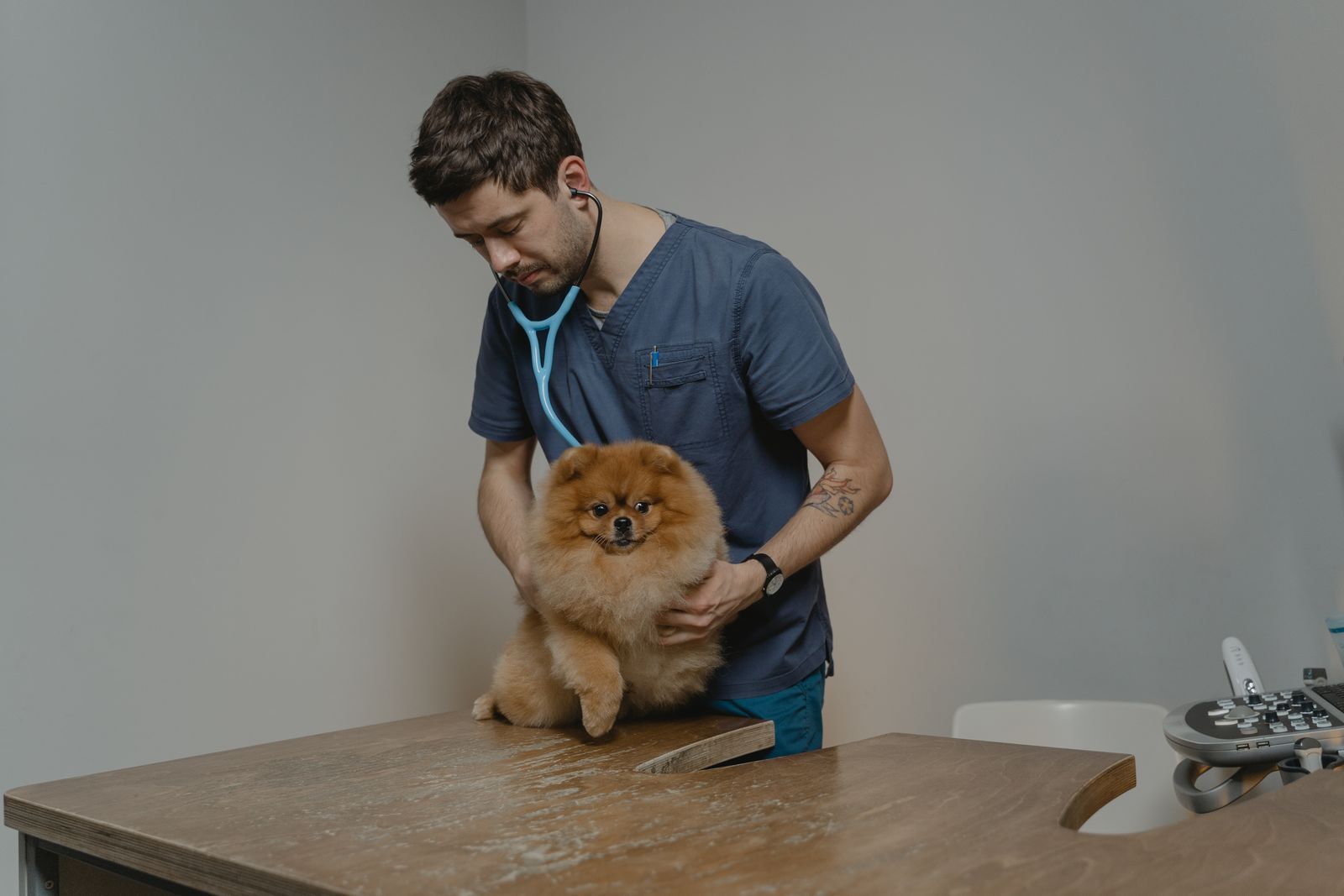 A vet in blue scrubs listening to a Pomeranian's chest with a stethoscope on a wooden consulting table