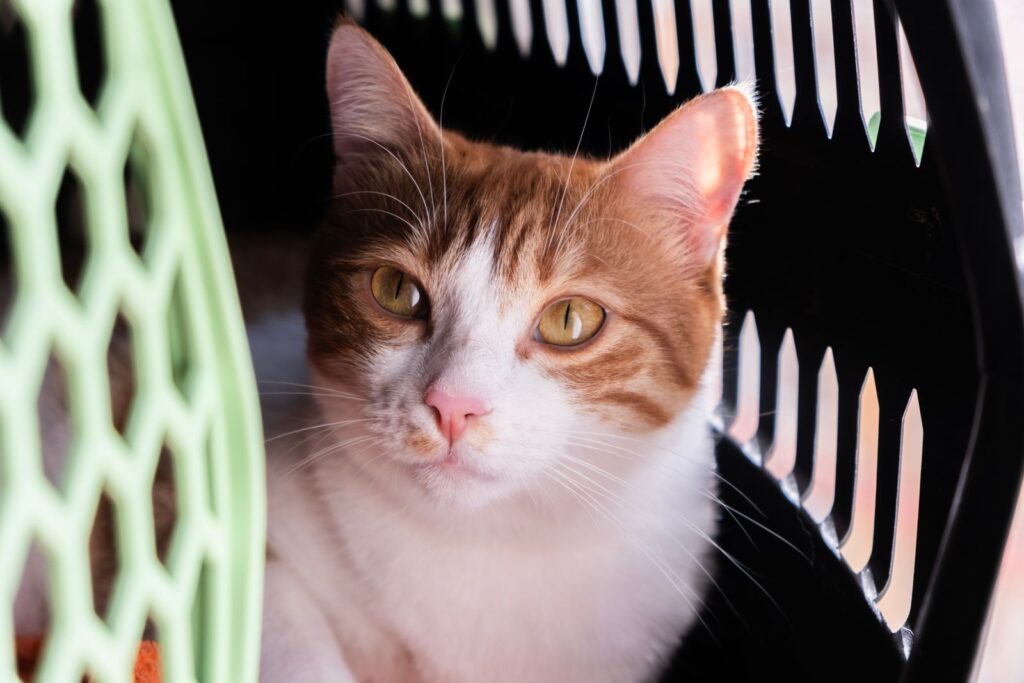 An orange and white cat looking out of a pet carrier