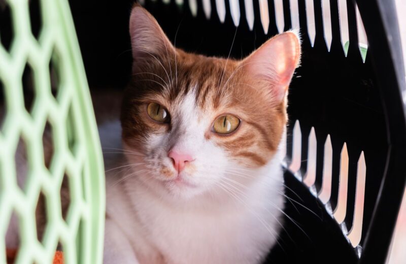 An orange and white cat looking out of a pet carrier
