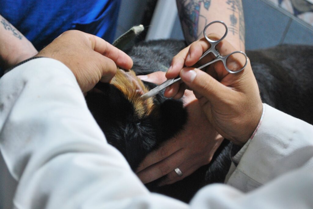 A vet looking into a black dog's ear with an instrument