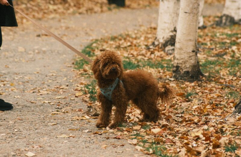A curly-coated dog on a lead walking through autumn leaves