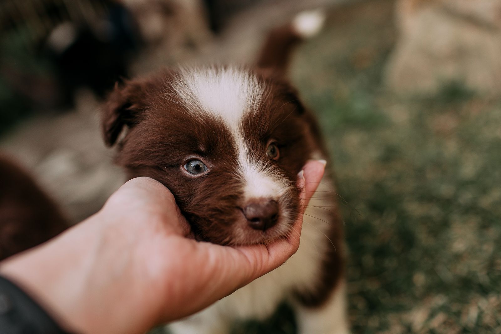 A brown and white Border Collie puppy held in a hand outdoors