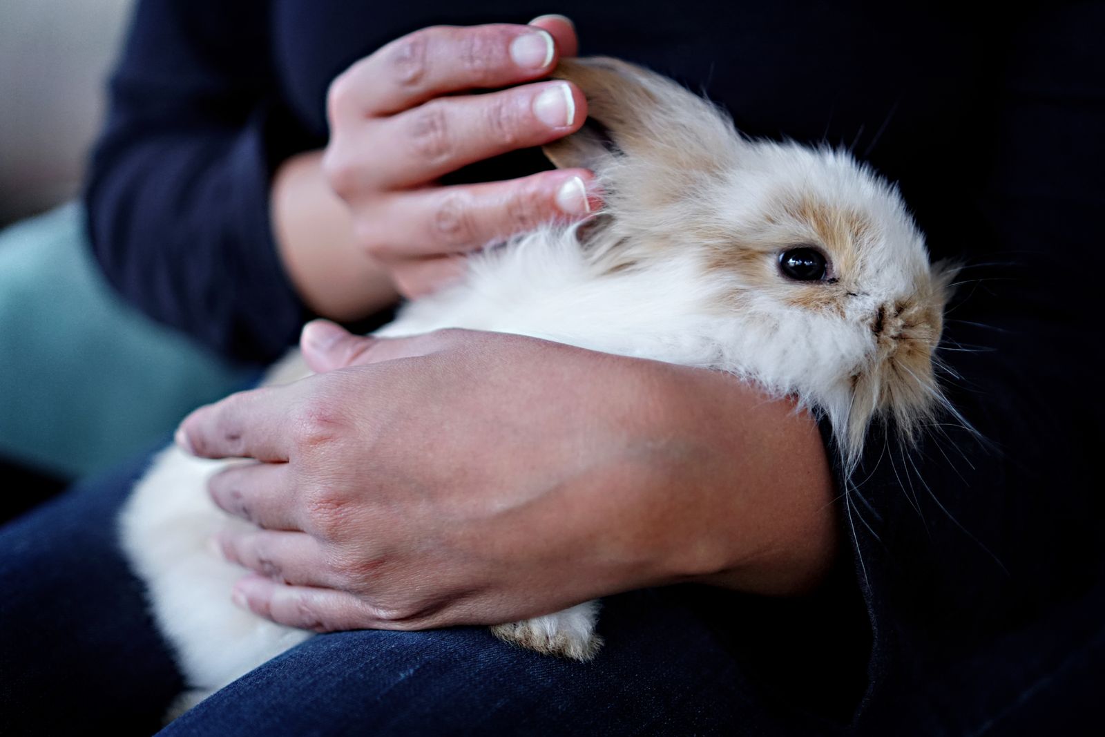 A white and grey rabbit held calmly in someone's arms