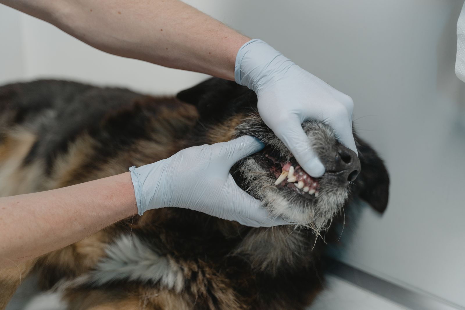 Gloved hands lifting a dog's lip to look at its teeth and gums