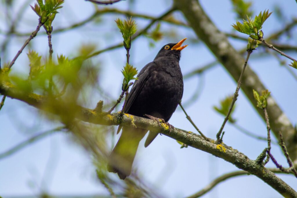 A blackbird singing on a branch among fresh spring leaves
