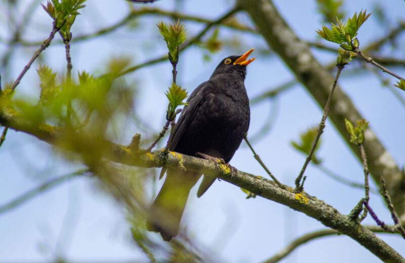 A blackbird singing on a branch among fresh spring leaves