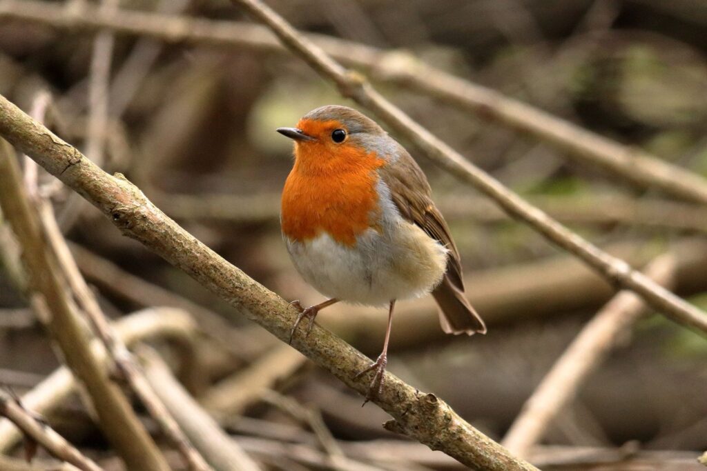 A robin with a red breast perched on a bare twig