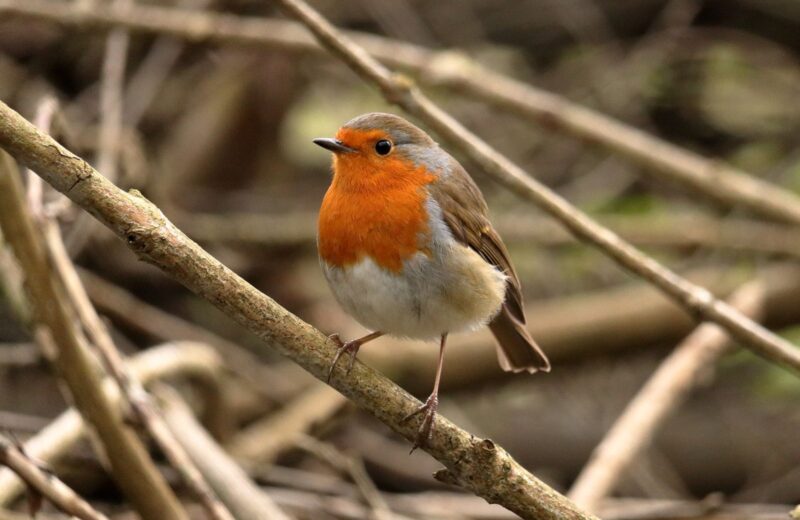 A robin with a red breast perched on a bare twig
