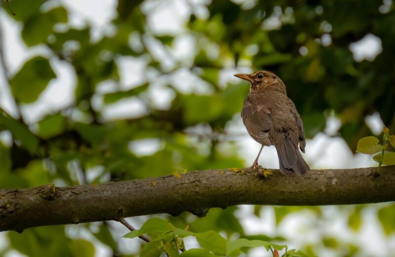A song thrush perched on a mossy branch in a green wood