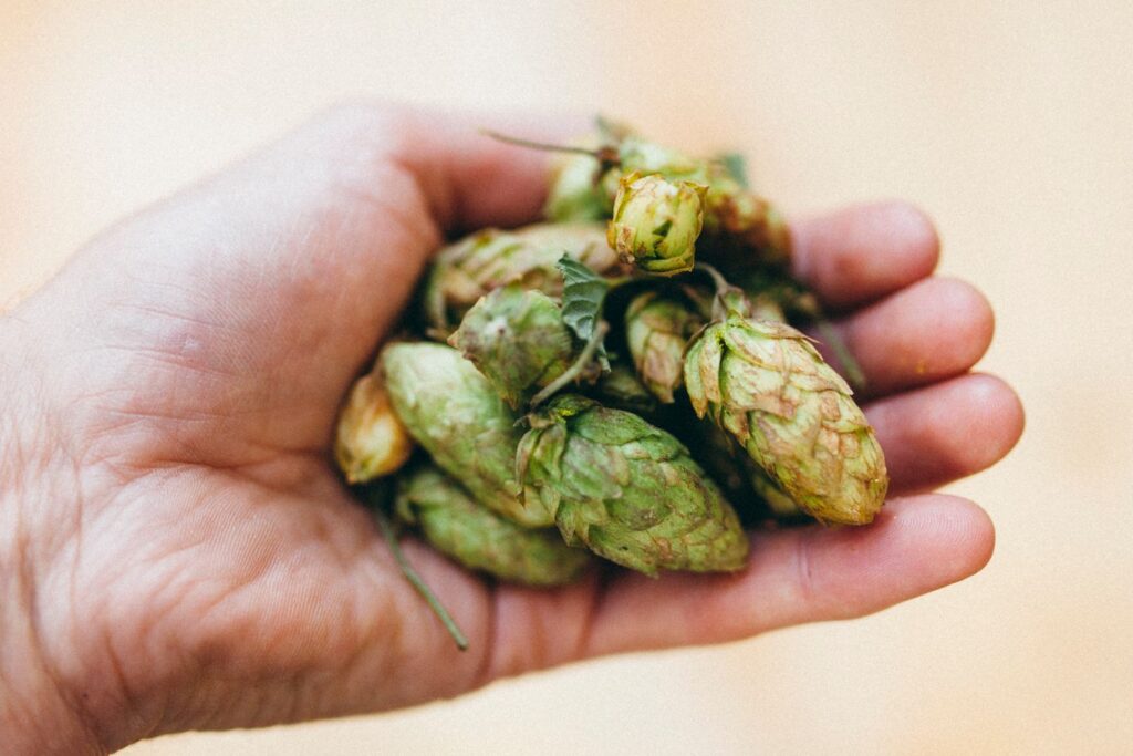 Fresh green hop cones held in two cupped hands