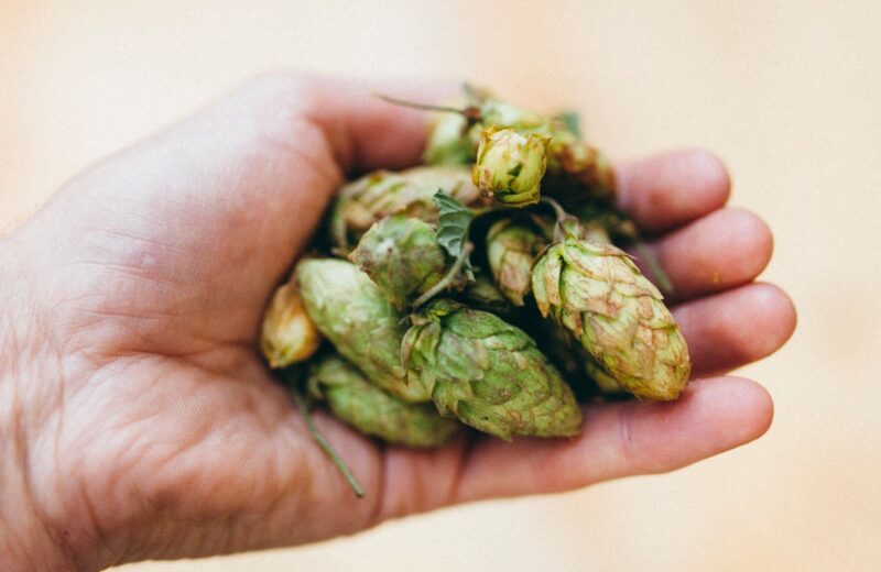 Fresh green hop cones held in two cupped hands