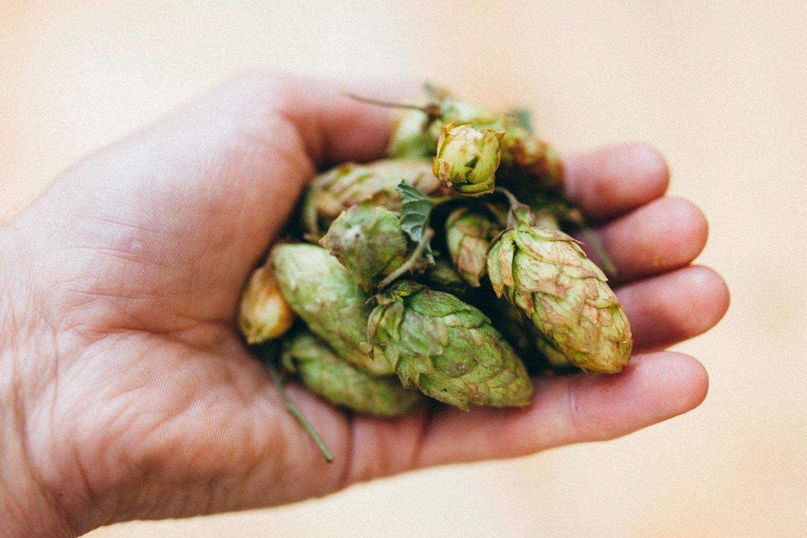 Fresh green hop cones held in two cupped hands