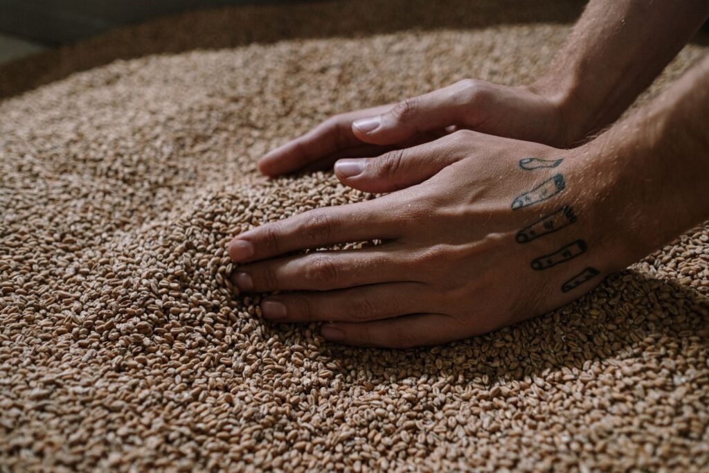Hands spreading pale malted barley on the malt floor