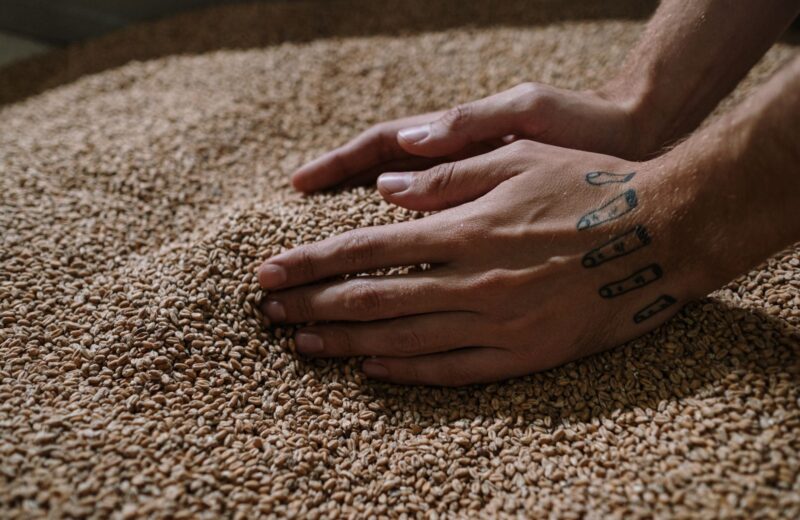 Hands spreading pale malted barley on the malt floor