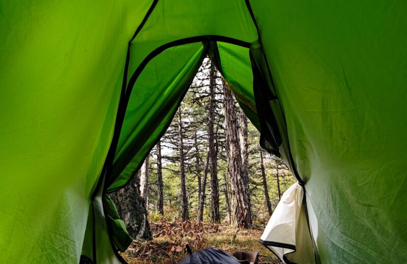 The view out of the open door of a green tent onto a pine forest
