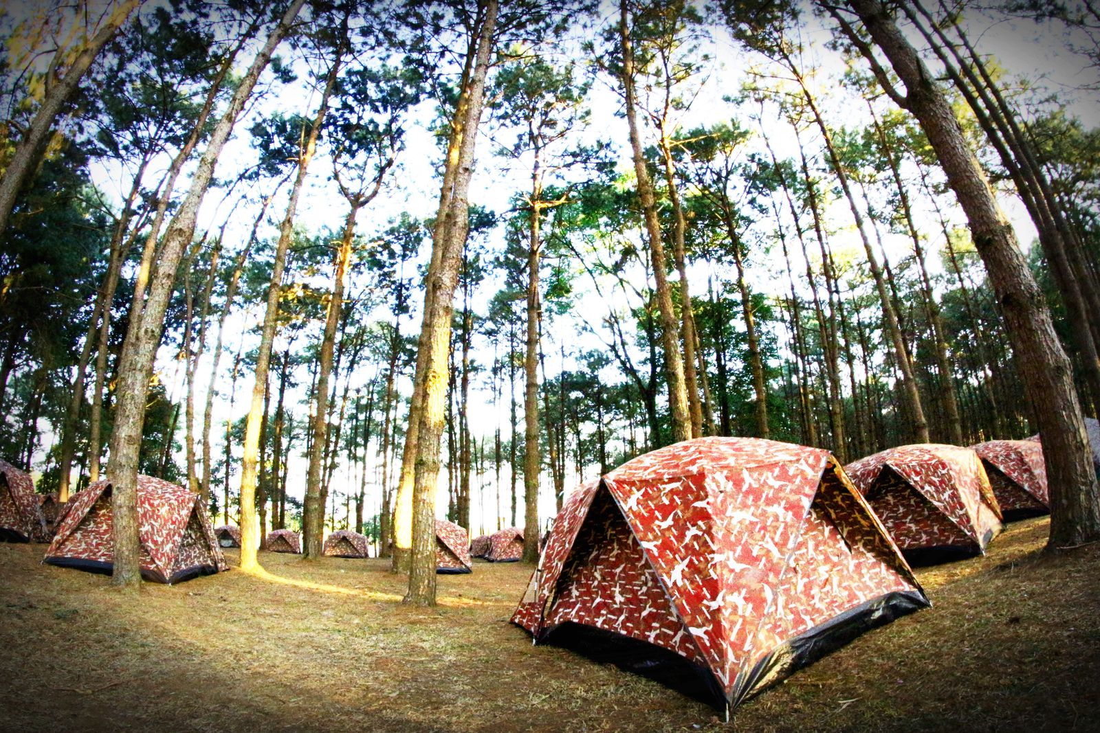 Patterned dome tents pitched among tall pine trees, seen from the forest floor