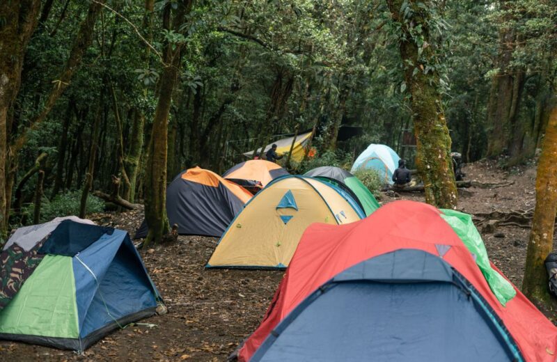 Colourful dome tents pitched close together on a forest campsite