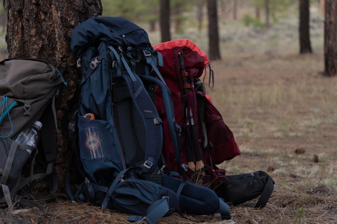 Two large hiking packs leaning against a pine trunk at a forest campsite