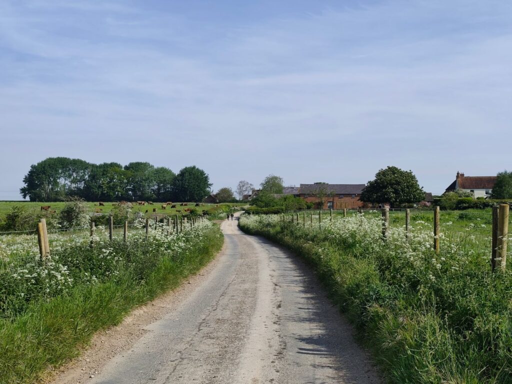 A country track with wide wildflower verges and hedges