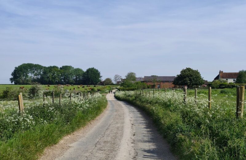 A country track with wide wildflower verges and hedges