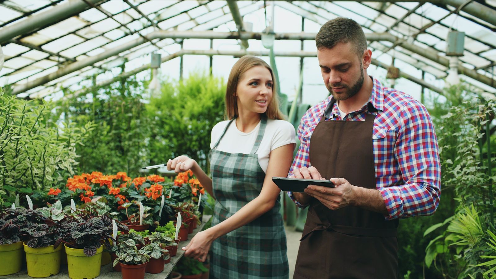 Two growers in aprons checking a tablet together in a greenhouse
