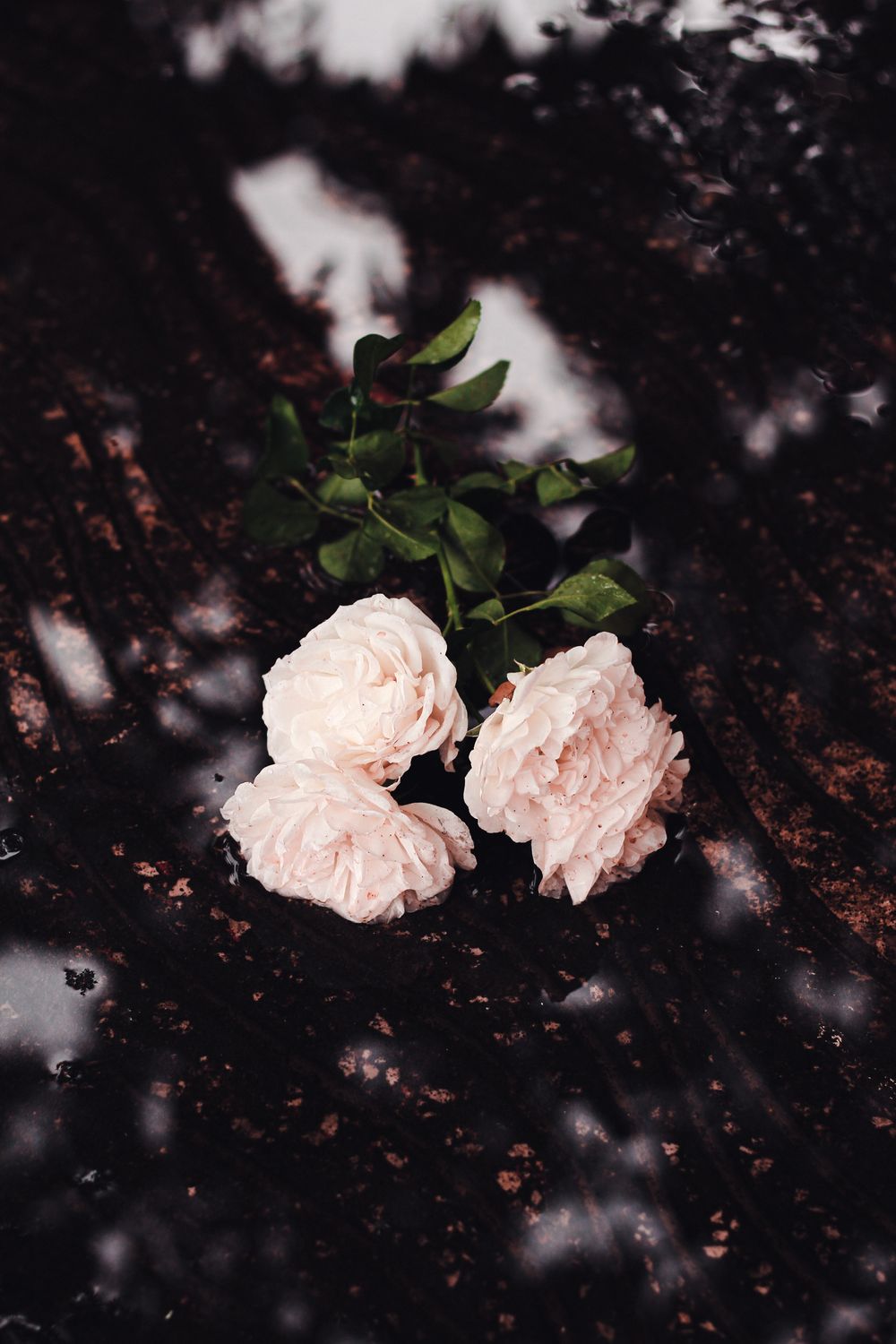 White roses on a dark reflective surface