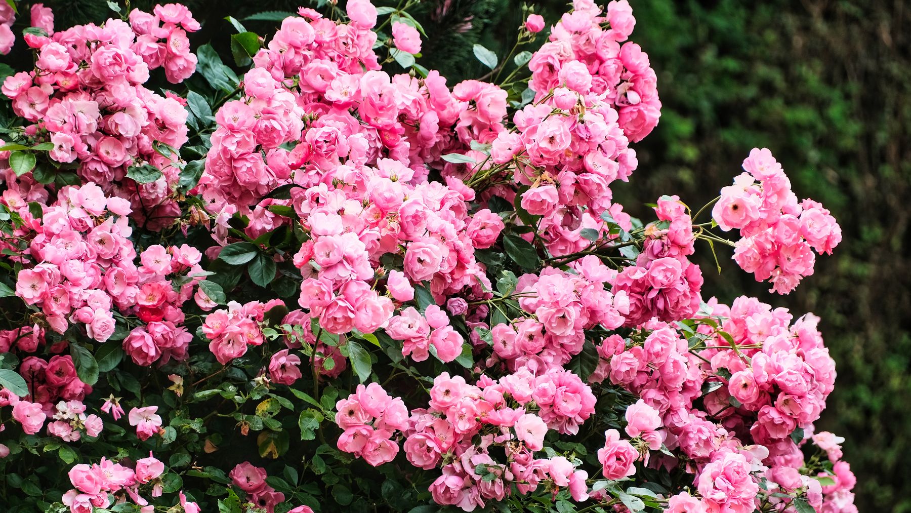 A mass of pink garden roses in full bloom among green leaves