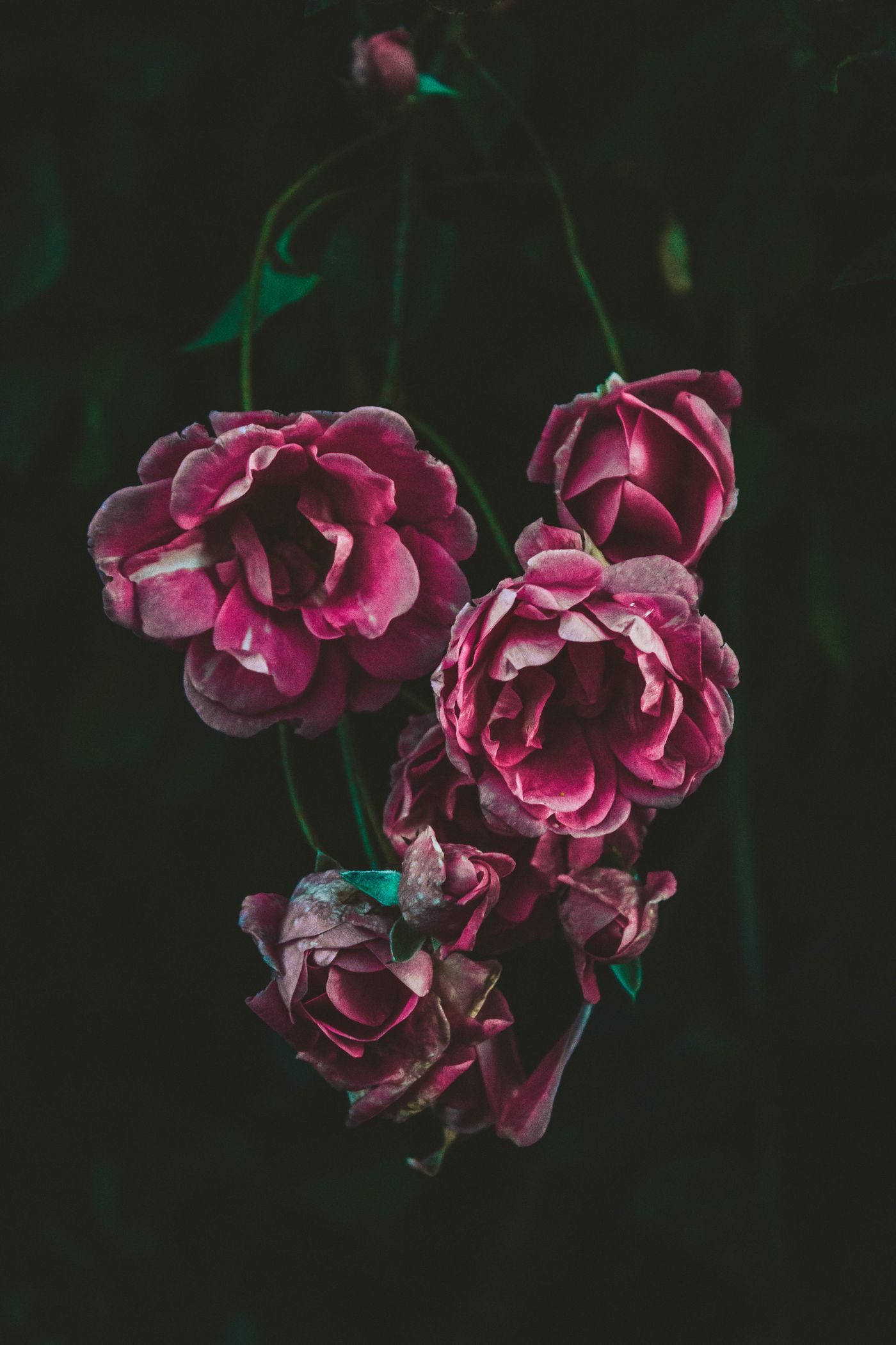Dark pink roses and deep green leaves in low light