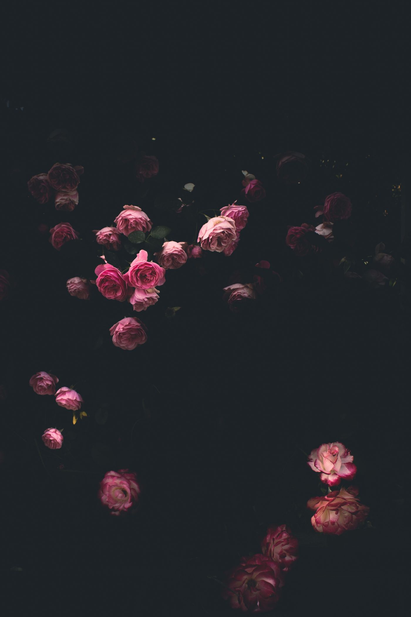 Pink roses blooming against a black background