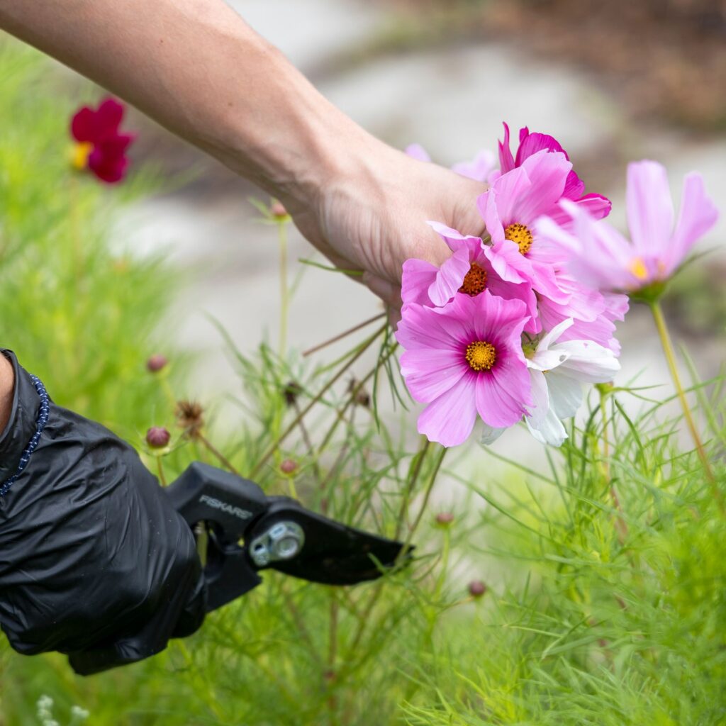 A gardener in black gloves holding pink cosmos flowers and pruning shears