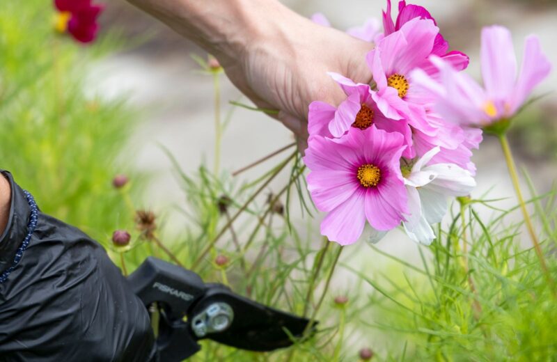 A gardener in black gloves holding pink cosmos flowers and pruning shears