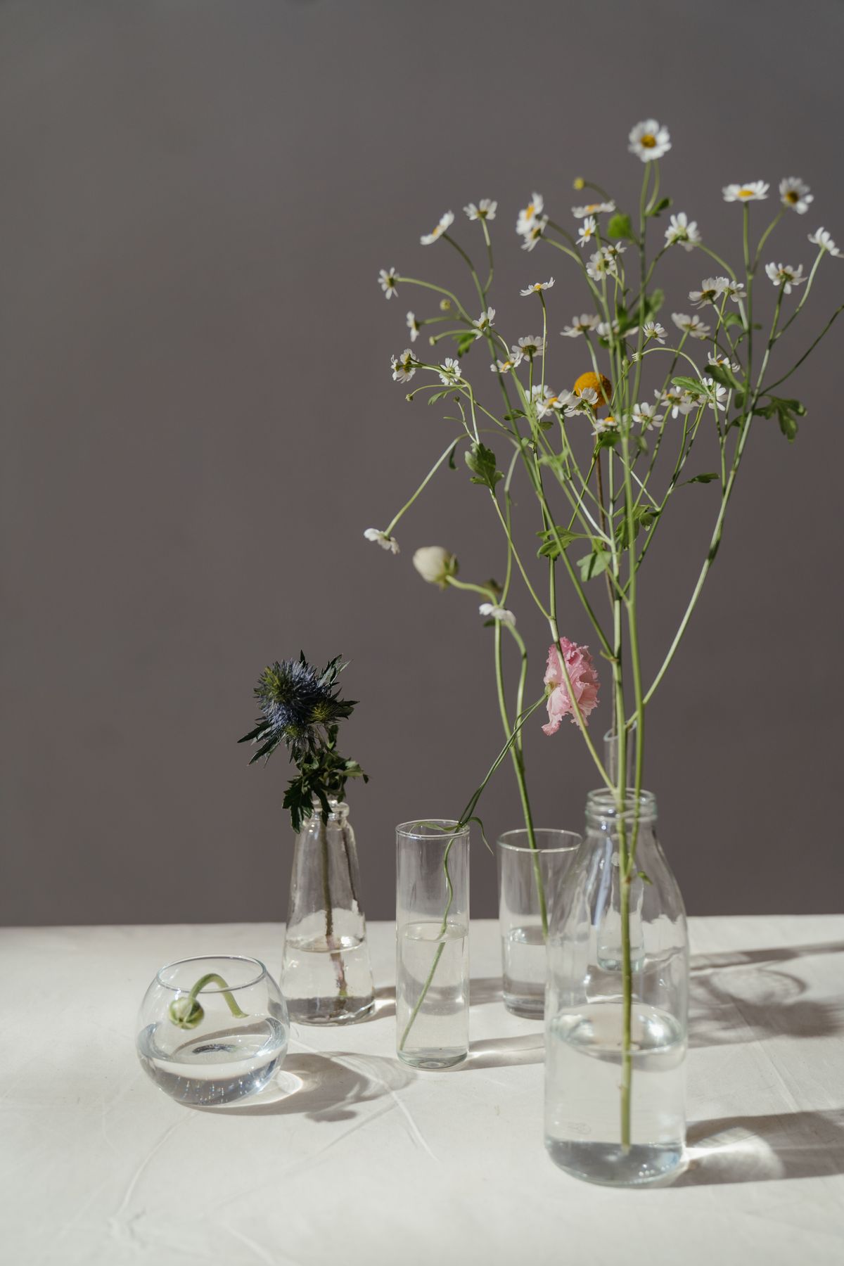 Clear glass vases holding single stems, casting soft shadows on a grey wall