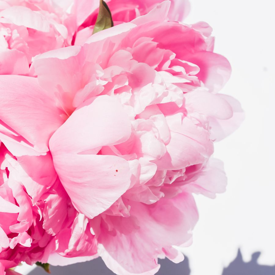 A pink peony in full bloom against a white background