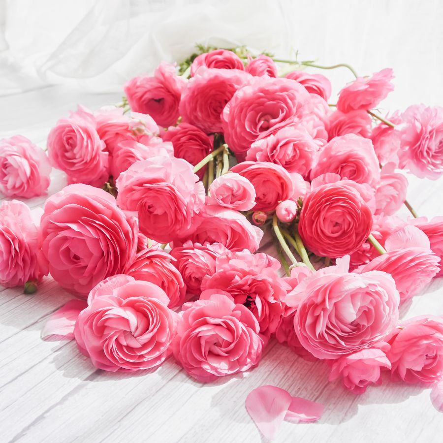 Pink ranunculus flowers spread across a white surface