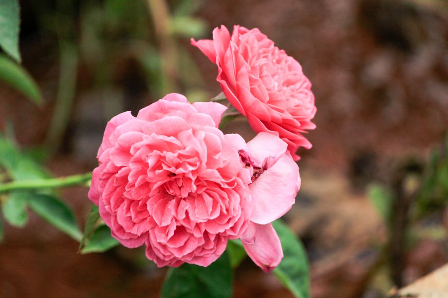 A coral-pink garden rose with layered petals