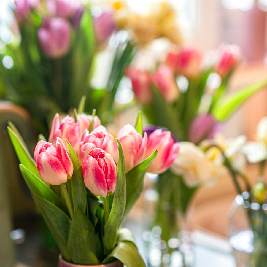 Bright pink tulips in soft spring light