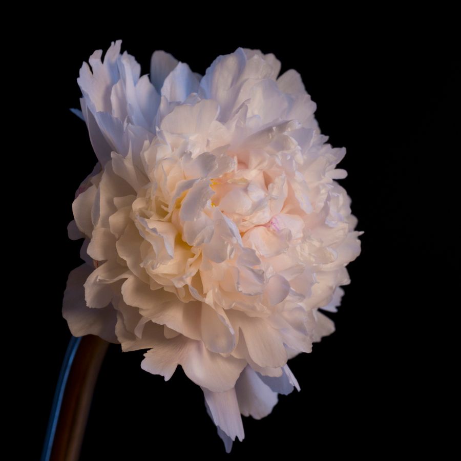 A white peony against a black background