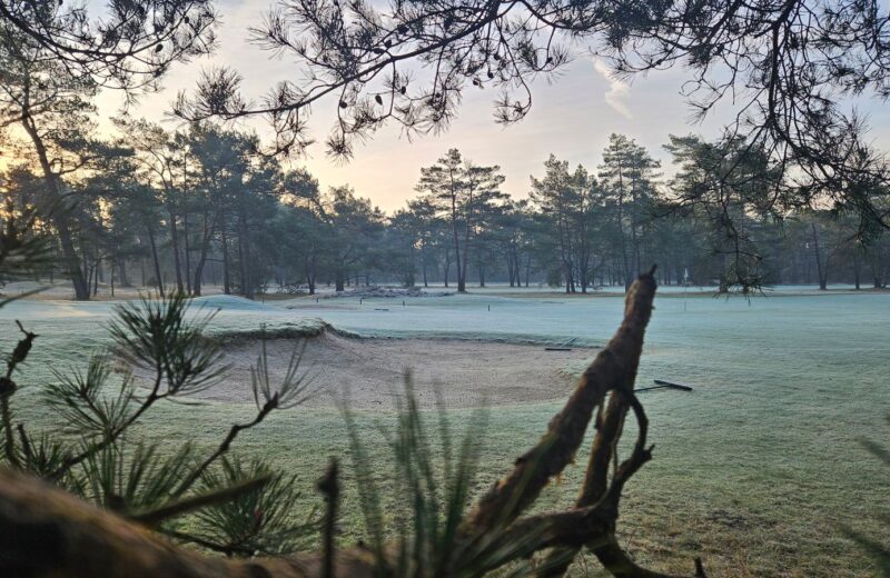 Frost on a fairway and a bunker at sunrise, pine trees behind