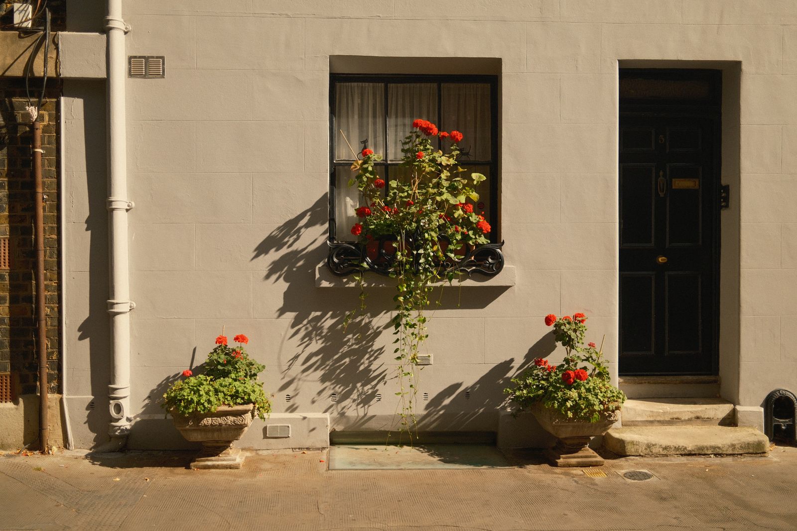 A terrace house front with a black door and red geraniums in the window box