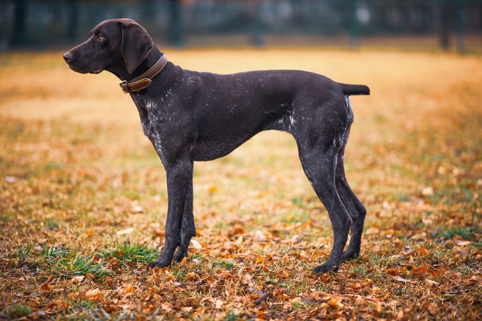 A German shorthaired pointer standing in an autumn field