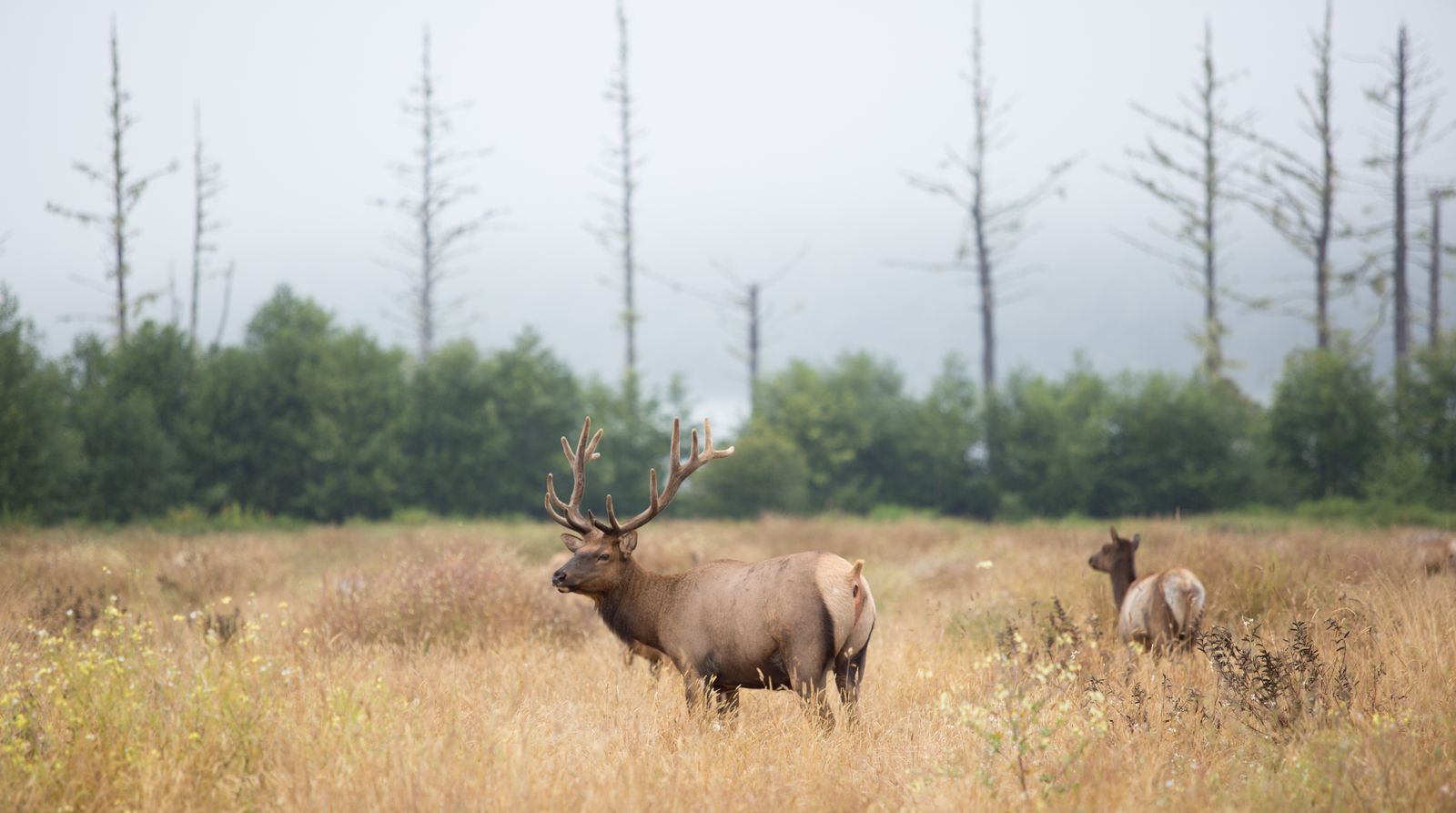 A bull elk standing in a meadow of tall autumn grass