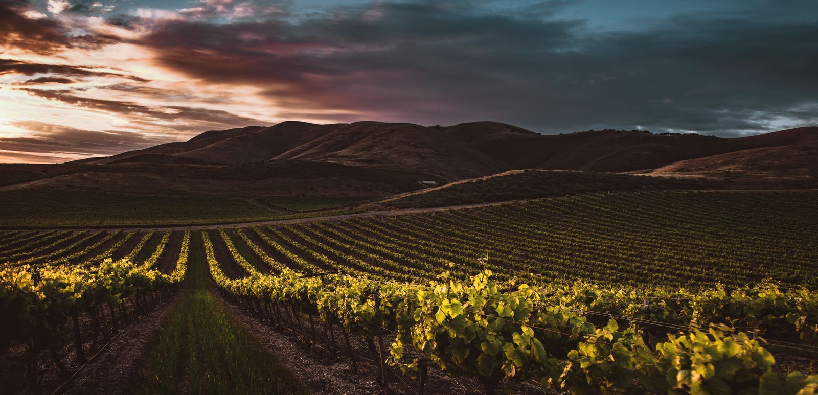 Vineyard rows on a hillside below brown mountains at sunset, the low sun lighting the vines