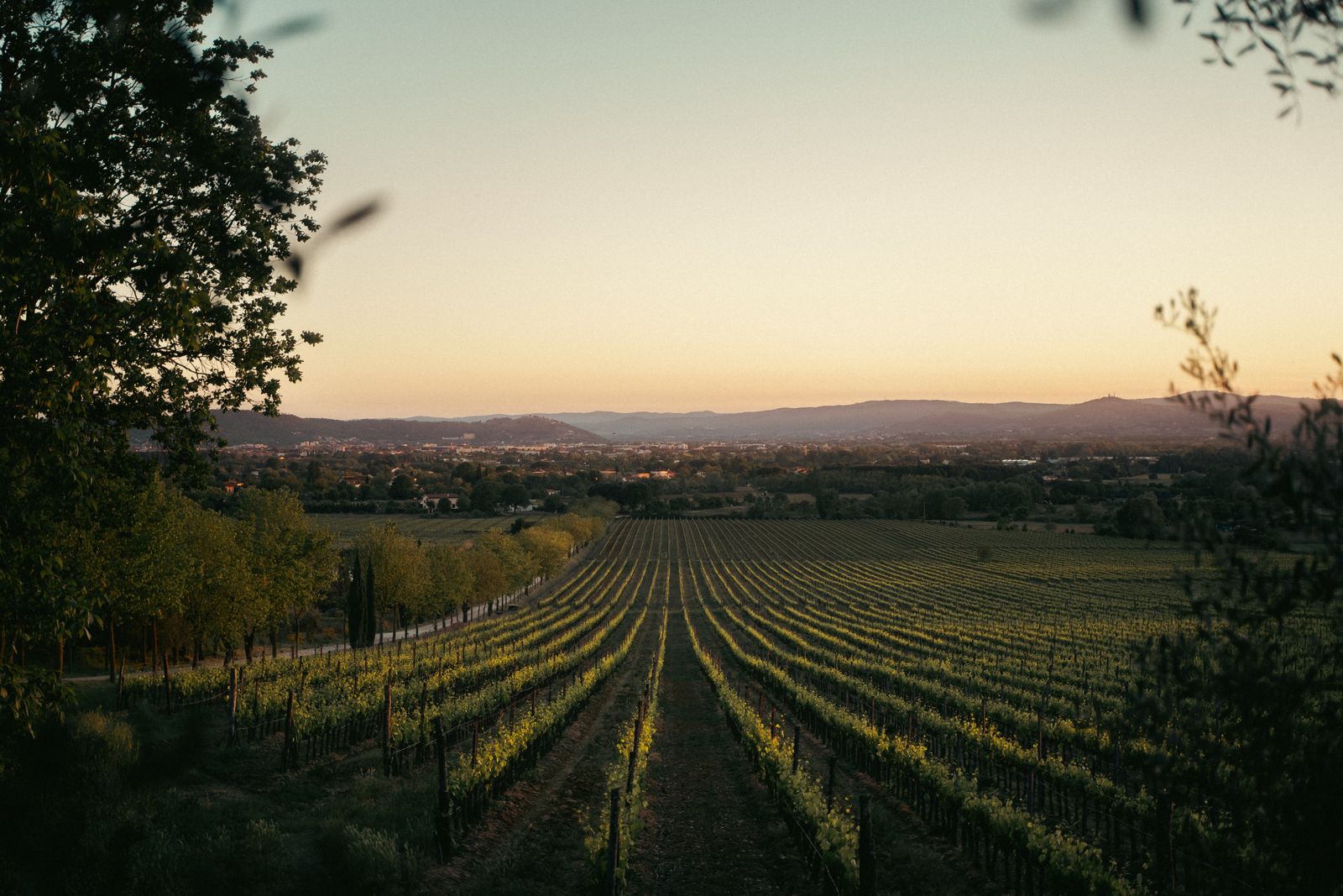 Long rows of vines running toward the horizon at sunset, trees at the edge of the field