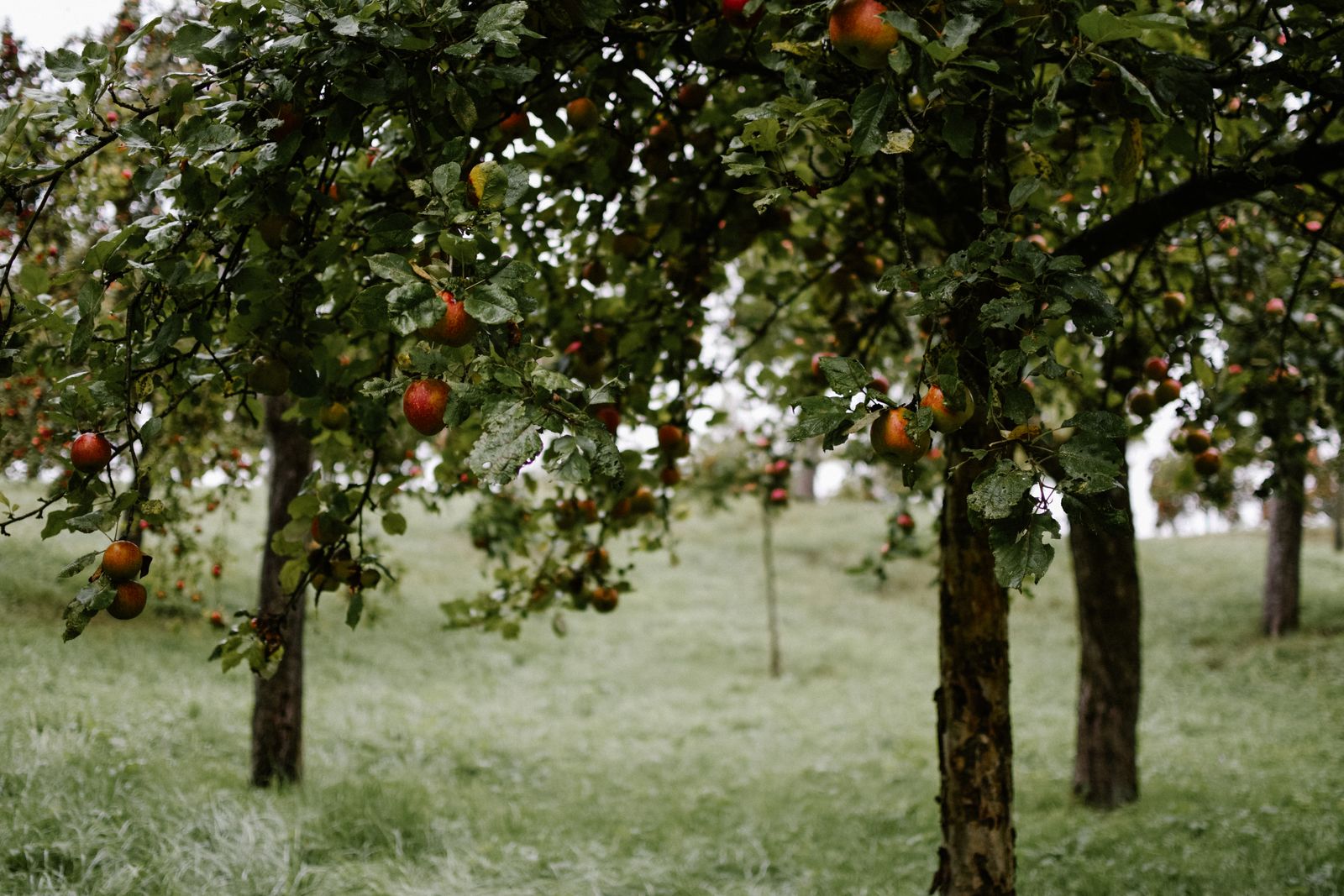 Old apple trees with red fruit in an orchard on a frosty morning