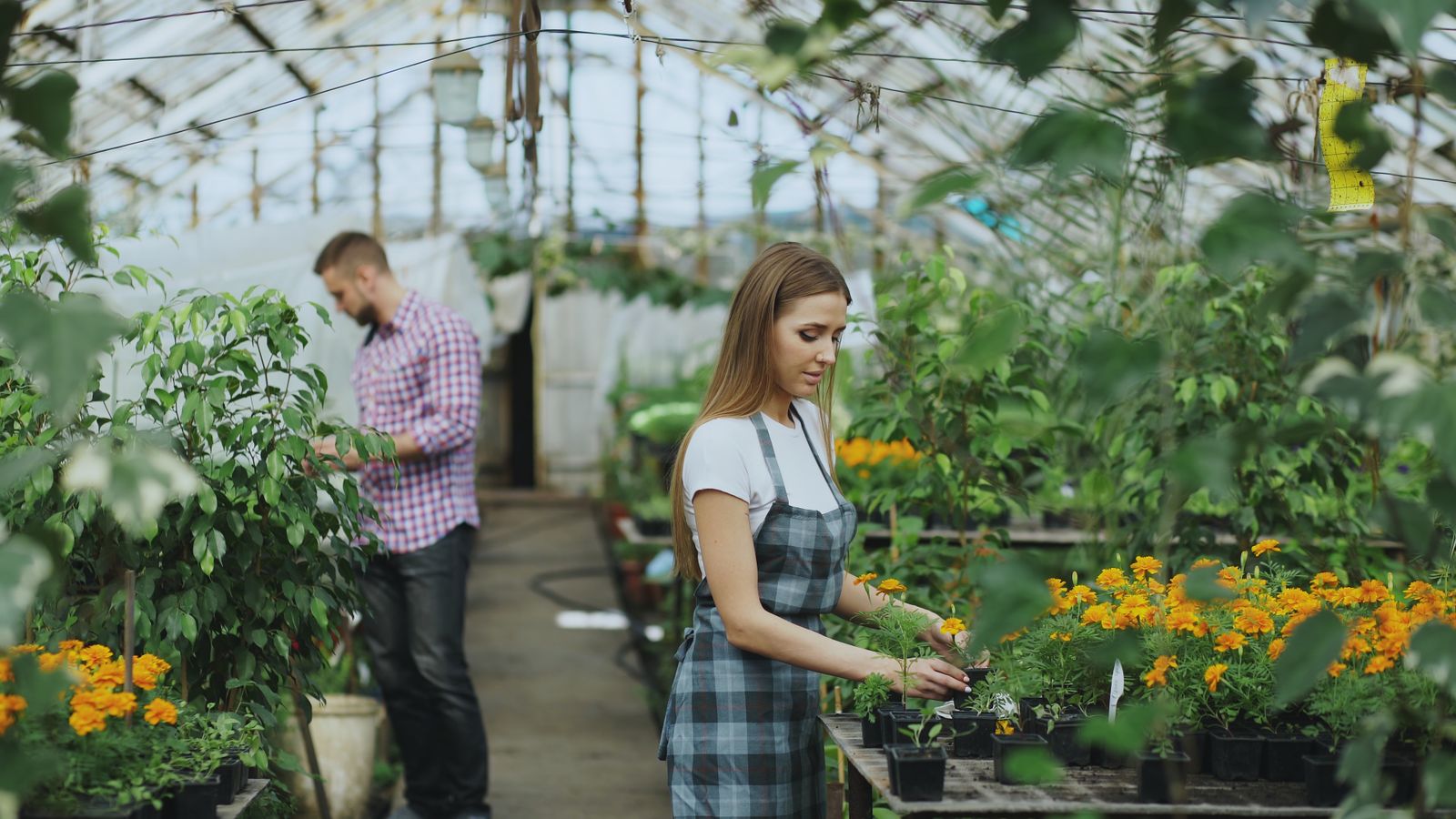 Staff tending flowering plants in a greenhouse nursery