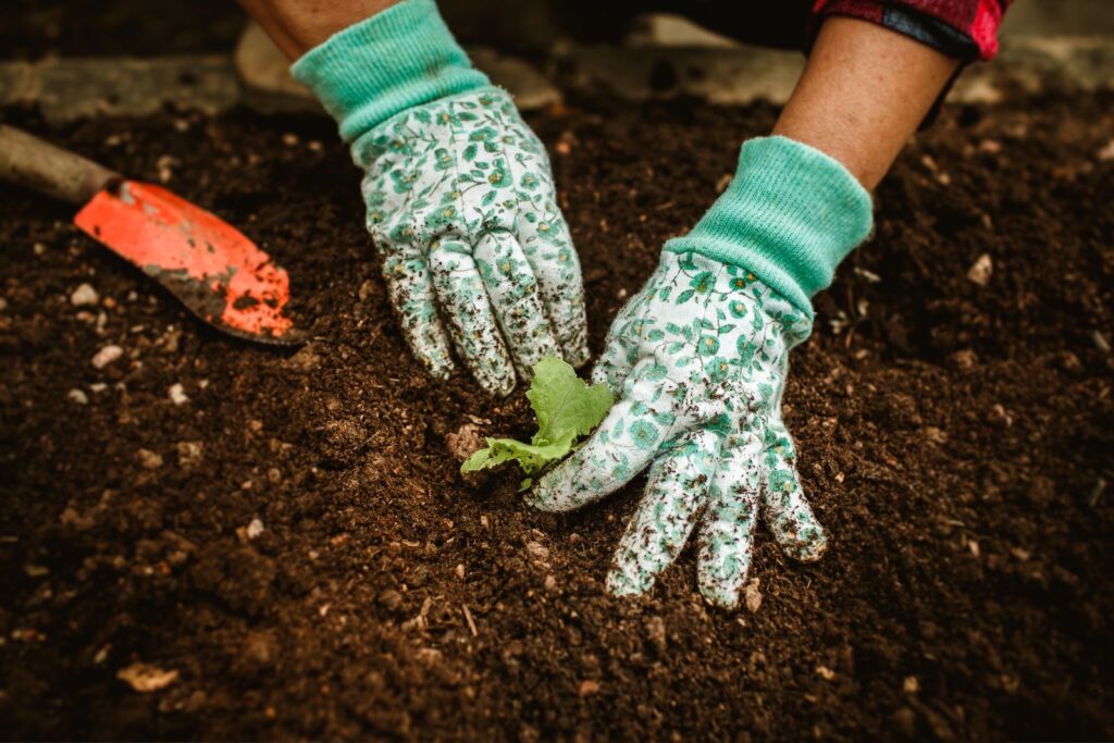 Gloved hands planting a seedling in dark garden soil